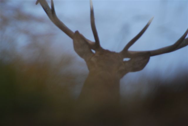 PASSIONE PER IL CERVO